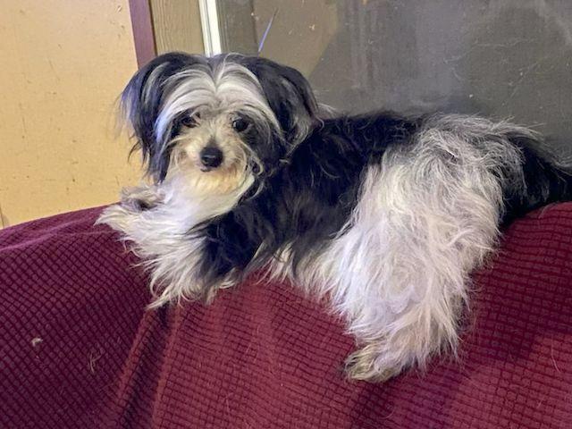 Enlarge Cortez, a ADOPTABLE mixed breed in Dripping Springs, TX image 3/3