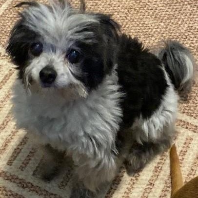 Cortez, a ADOPTABLE mixed breed in Dripping Springs, TX image 1/5