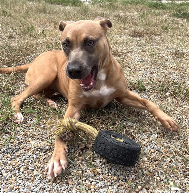 WENDY'S, Adoptable, Young Female Pit Bull Terrier.