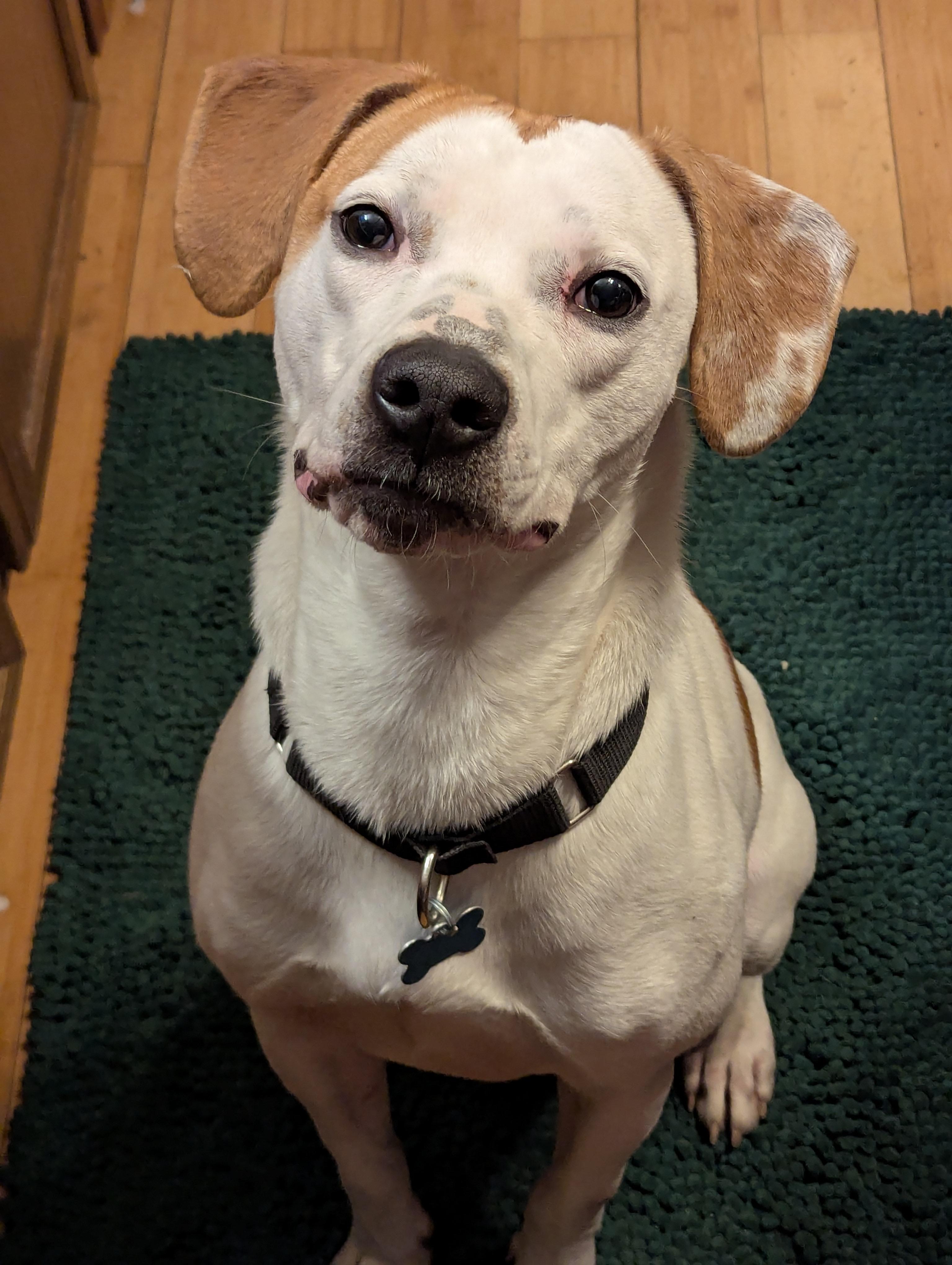 Archie
