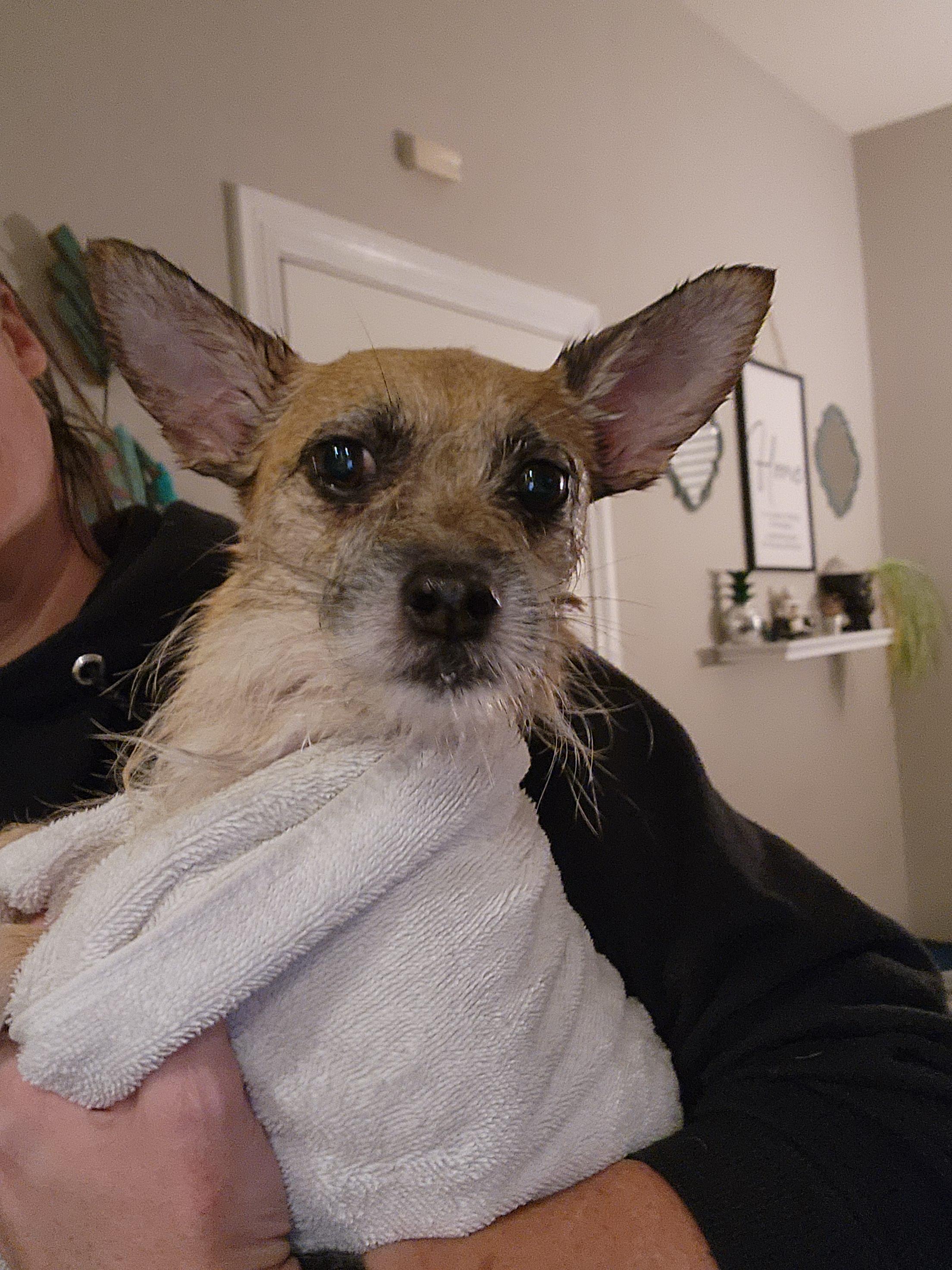 Roux, Adoptable, Adult Female Terrier.