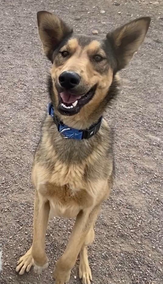 Johnny Steve, Adoptable, Young Male Shepherd & Cattle Dog.