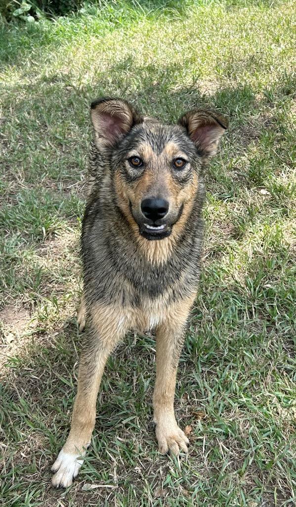Johnny Steve, Adoptable, Young Male Shepherd & Cattle Dog.