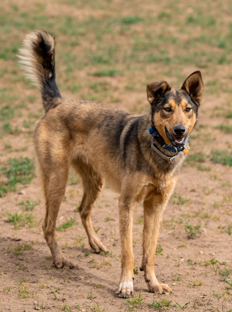 Enlarge Johnny Steve, a Adoptable mixed breed in Fort Lupton, CO image 2/6