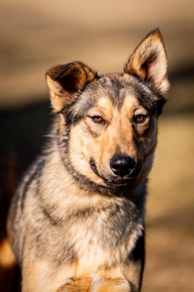 Enlarge Johnny Steve, a Adoptable mixed breed in Fort Lupton, CO image 3/6