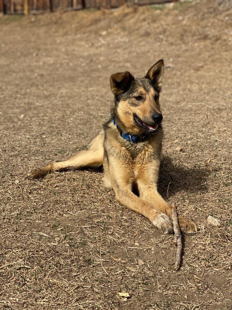 Enlarge Johnny Steve, a Adoptable mixed breed in Fort Lupton, CO image 4/6
