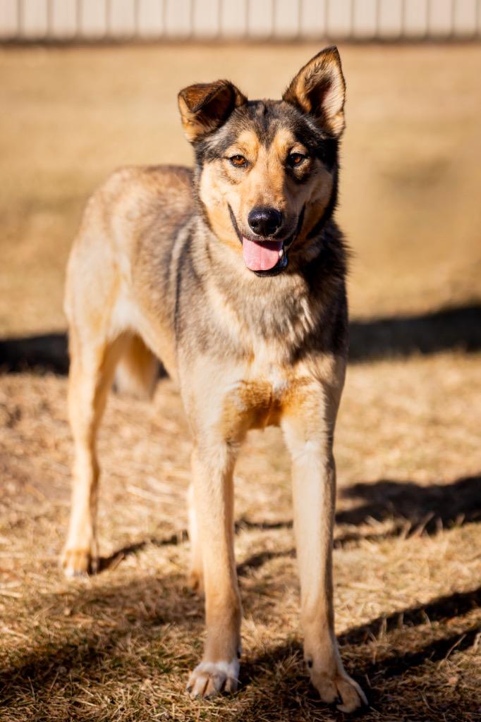 Enlarge Johnny Steve, a Adoptable mixed breed in Fort Lupton, CO image 5/6