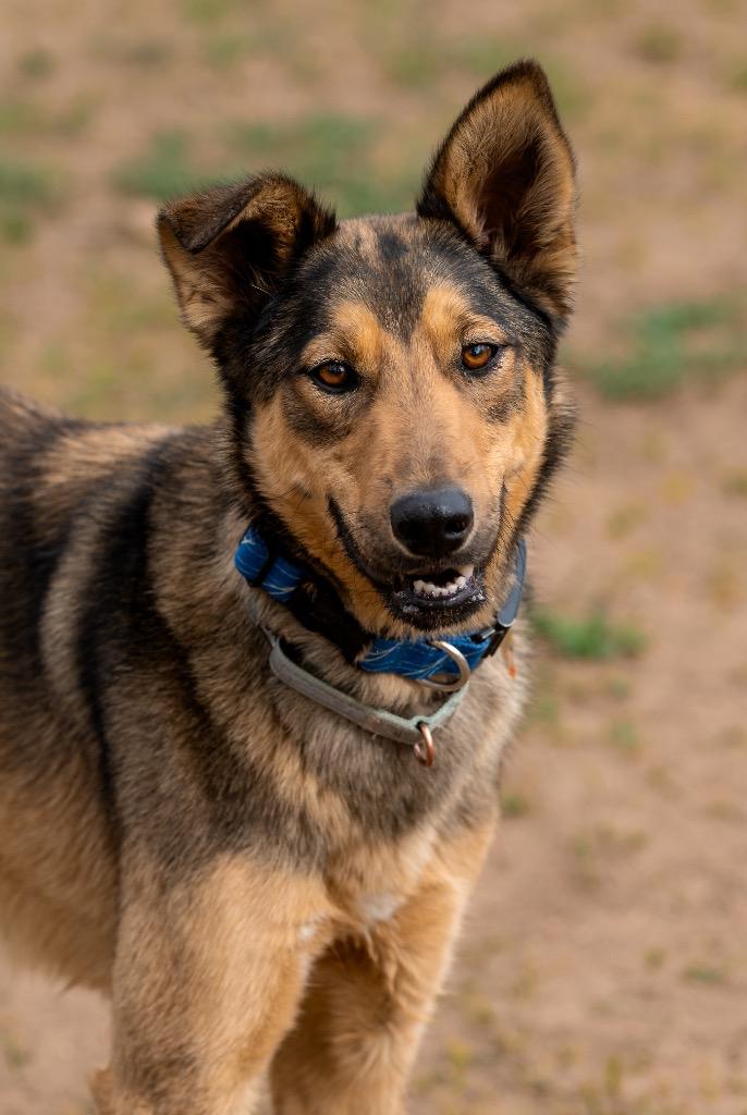 Johnny Steve, a Adoptable mixed breed in Fort Lupton, CO image 5/6