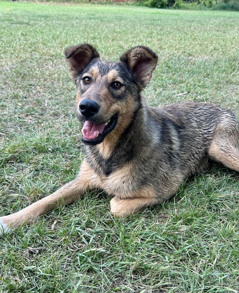 Enlarge Johnny Steve, a Adoptable mixed breed in Fort Lupton, CO image 6/6