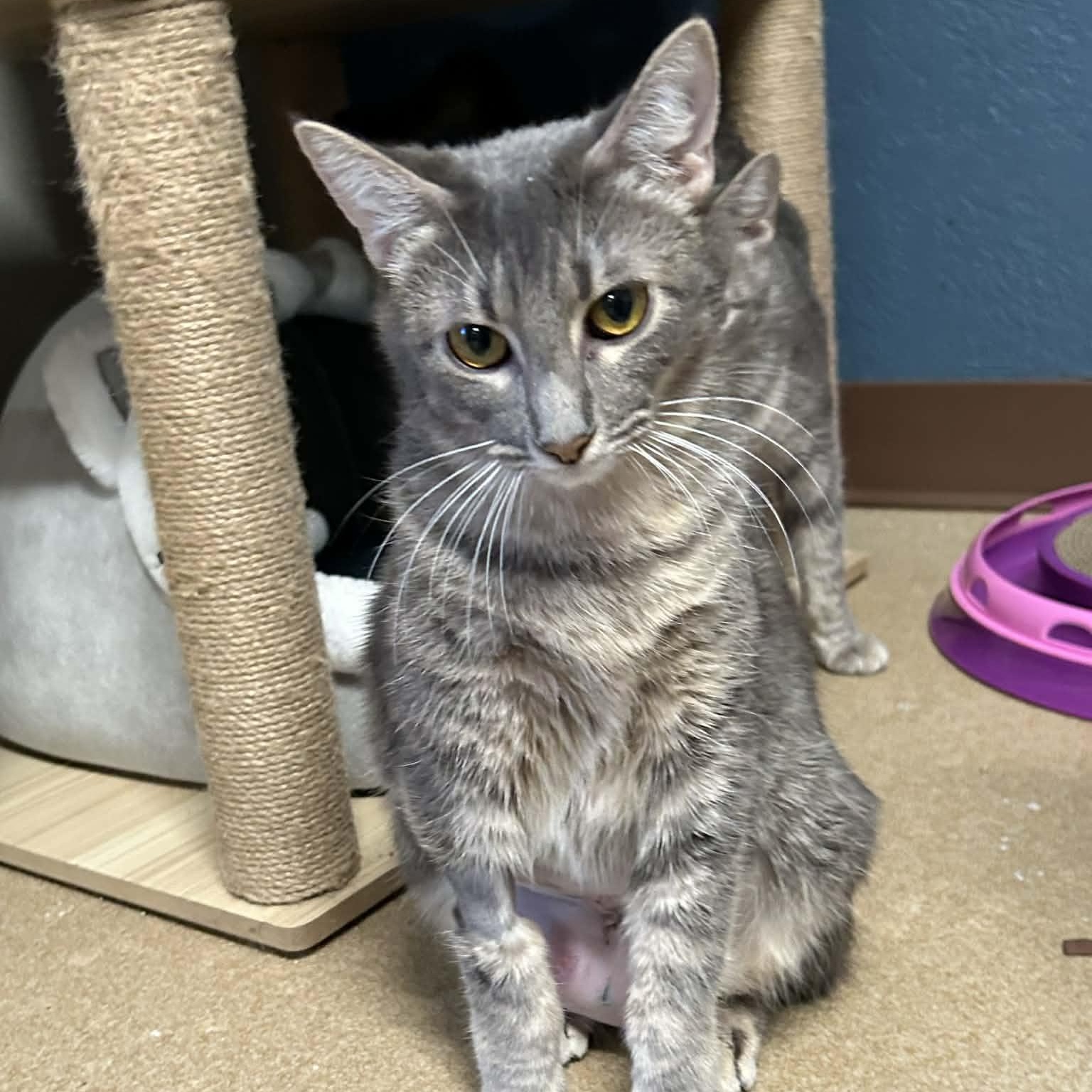 Enlarge Margaret, a ADOPTABLE mixed breed in The Colony, TX image 2/2