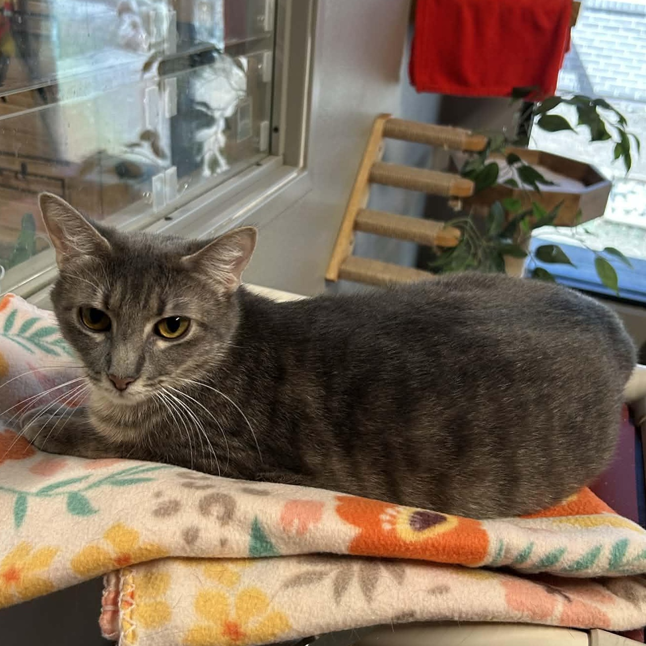 Enlarge Margaret, an adopted mixed breed in The Colony, TX image 3/3