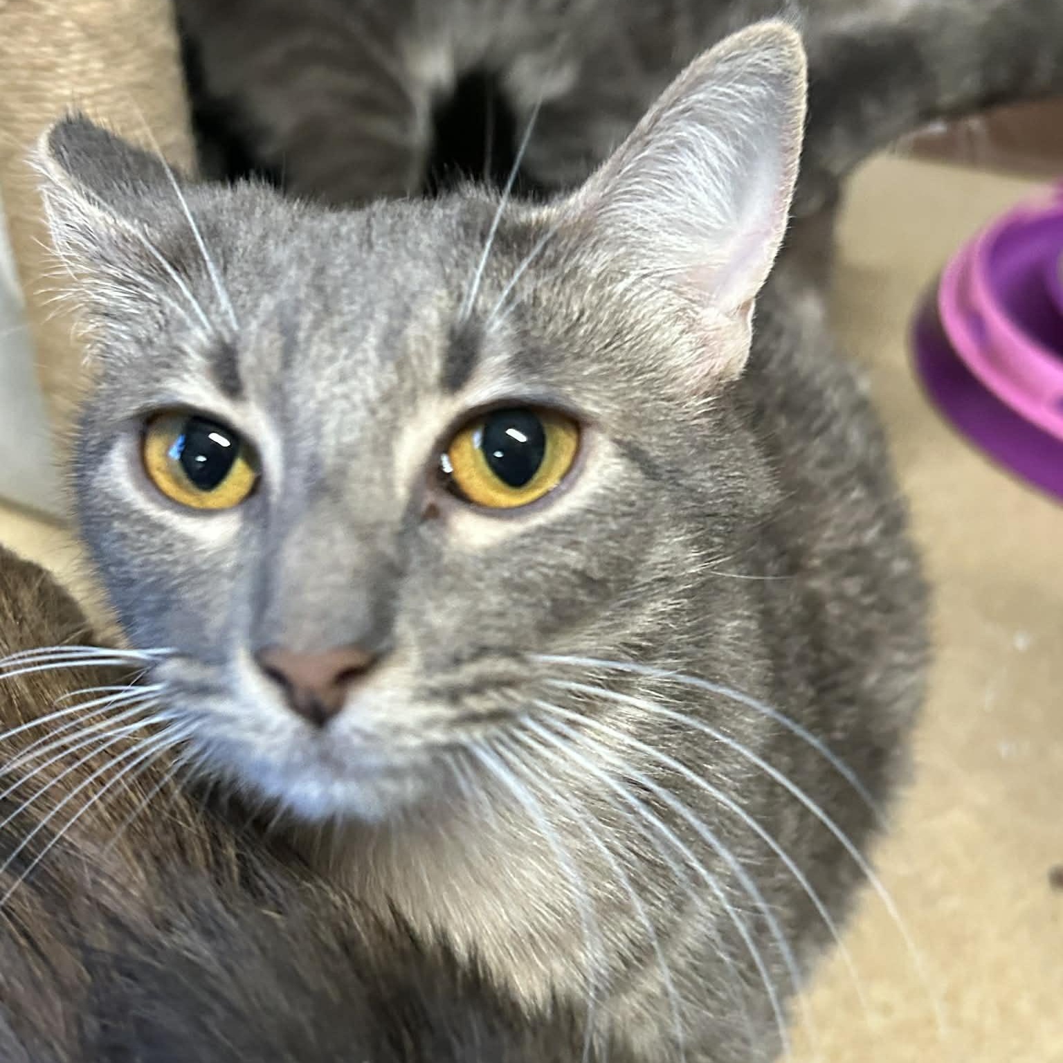 Enlarge Margaret, a ADOPTABLE mixed breed in The Colony, TX image 1/2