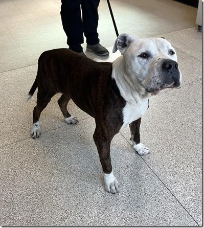 Bandit Adult Sweetheart 8 years old Looking for a Retirement Home