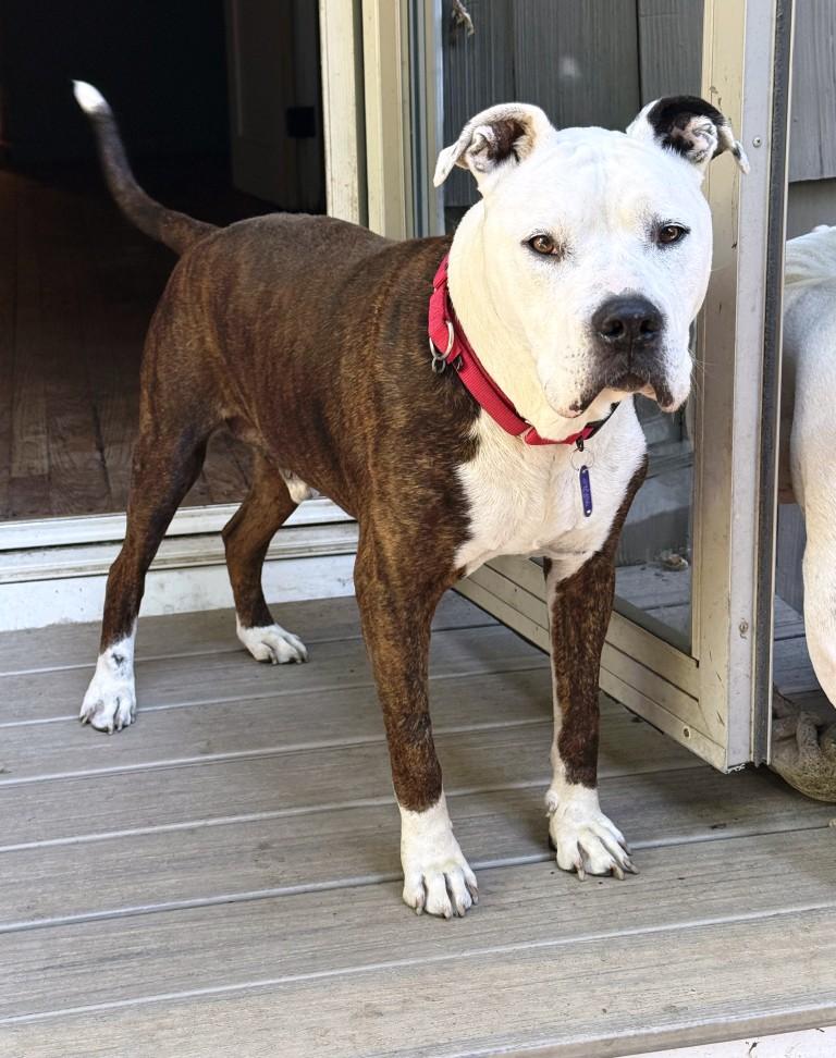 Bandit, Super Adult Sweetheart, Looking for a Retirement Home, a Adoptable mixed breed in Danbury, CT image 2/6