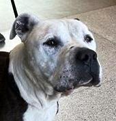 Bandit, Adult Sweetheart 8 years old Looking for a Retirement Home, a Adoptable mixed breed in Richmond, VA image 1/5