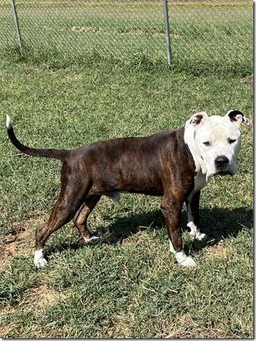 Bandit, Adult Sweetheart 8 years old Looking for a Retirement Home, a Adoptable mixed breed in Richmond, VA image 4/5