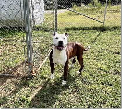 Bandit, Adult Sweetheart 8 years old Looking for a Retirement Home