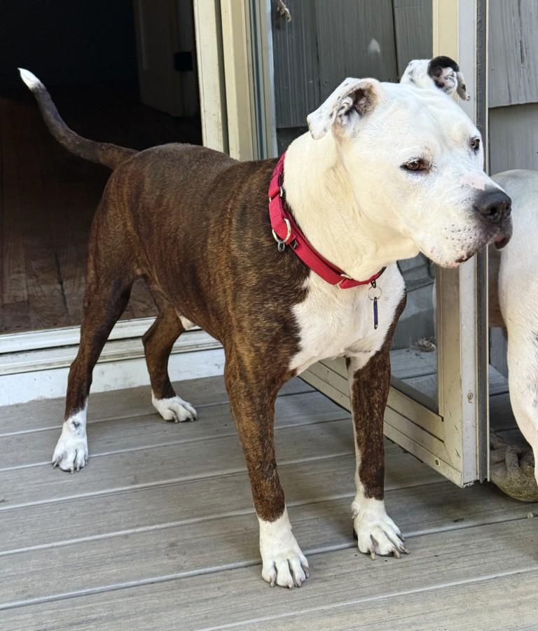 Bandit, Super Adult Sweetheart, Looking for a Retirement Home, a Adoptable mixed breed in Danbury, CT image 1/6
