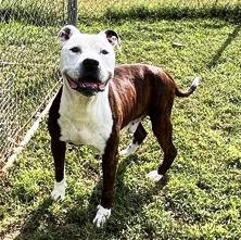 Bandit, Adult Sweetheart 8 years old Looking for a Retirement Home, a Adoptable mixed breed in Richmond, VA image 2/5