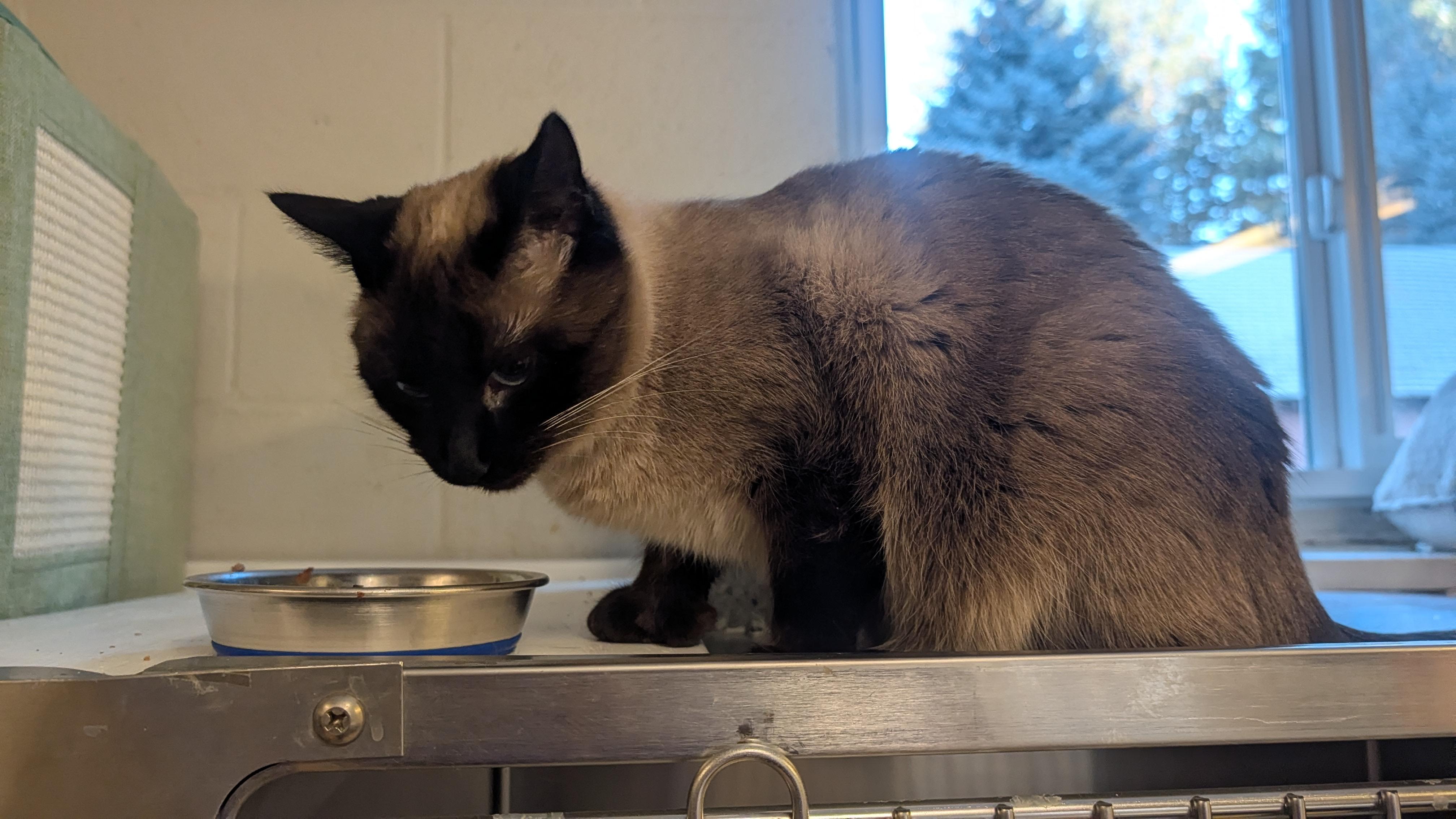 Buster Jane, ADOPTABLE, Adult Female Siamese.