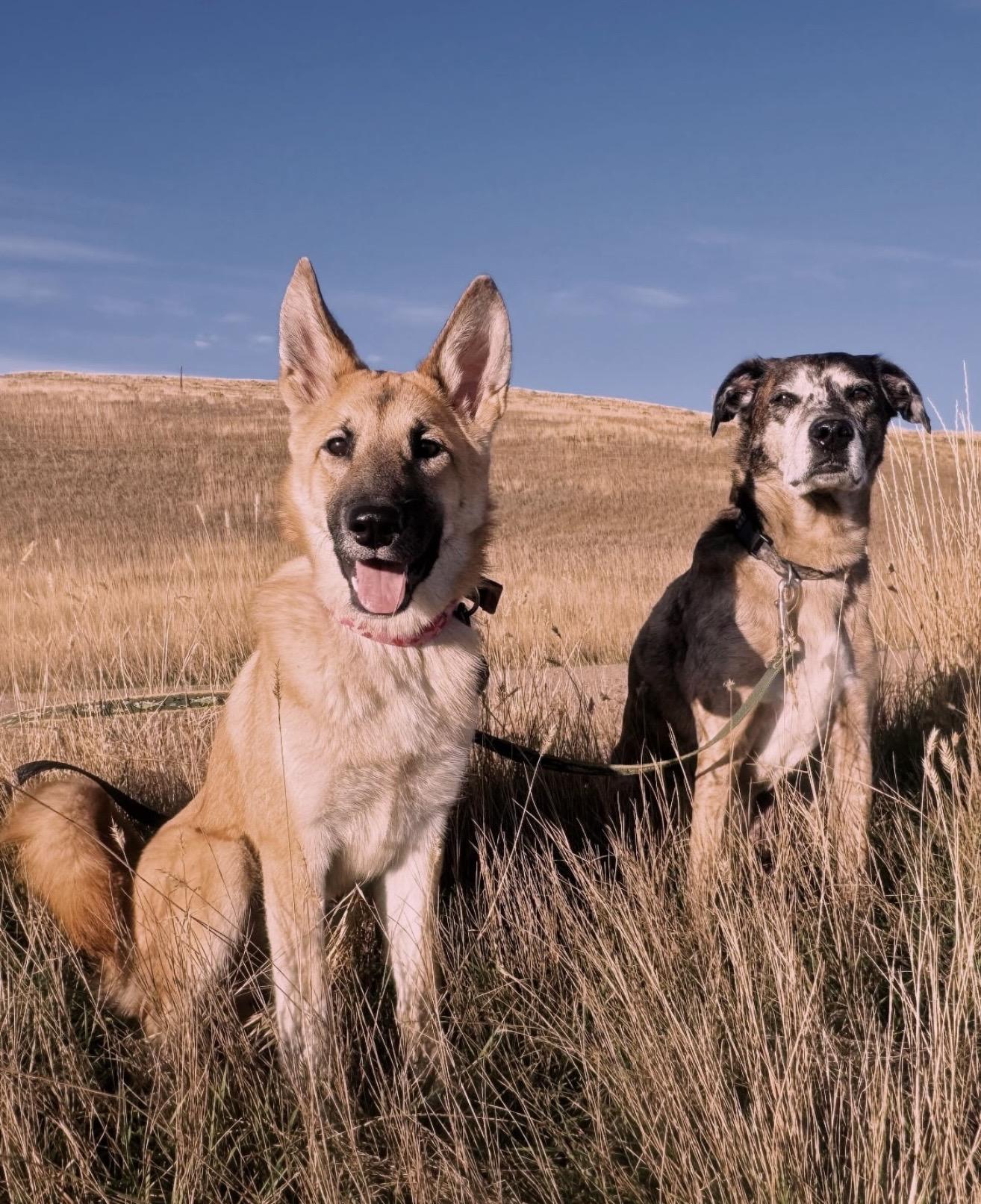 Enlarge Luna, a Adoptable mixed breed in Commerce City, CO image 2/6