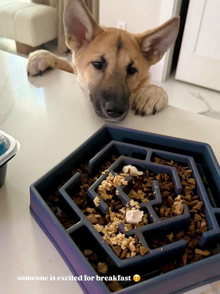 Enlarge Luna, a Adoptable mixed breed in Commerce City, CO image 6/6