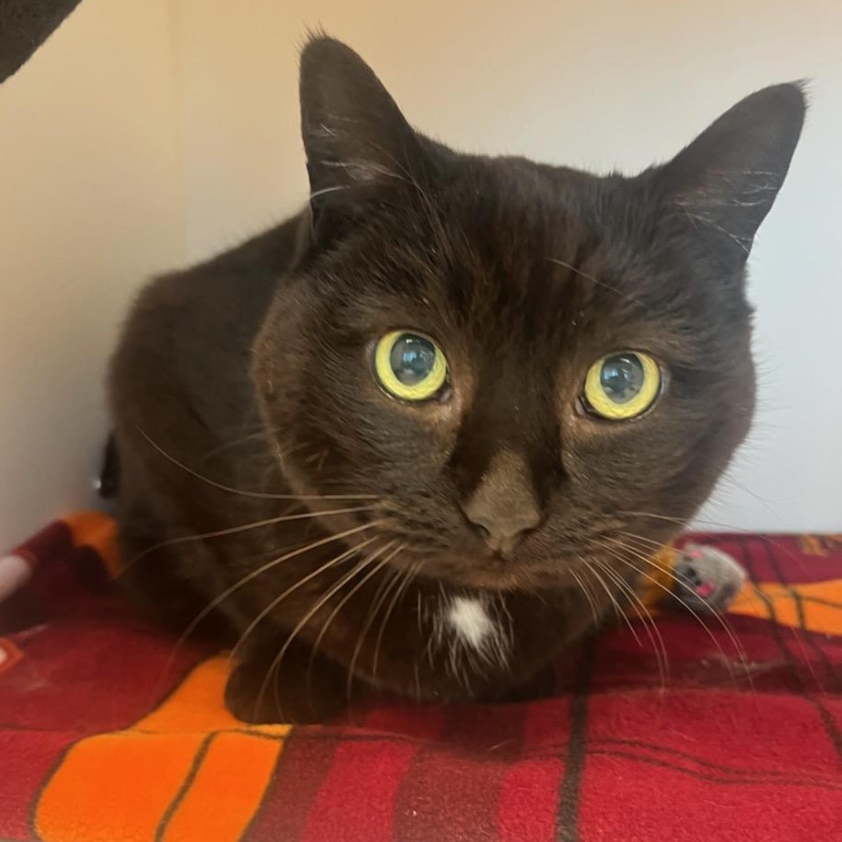 Fluffernutter (ID 50664/842), ADOPTABLE, Adult Female Domestic Short Hair.