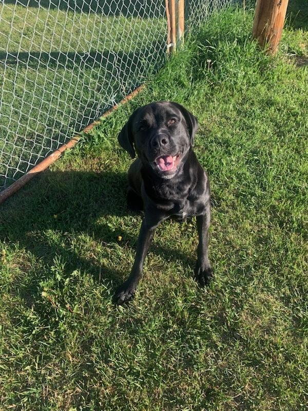 Westley, an adoptable Black Labrador Retriever in wetaskiwin, AB, t9a 2j4 | Photo Image 1