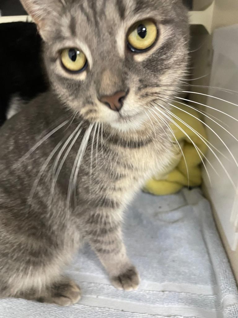 Jean Gray, Adoptable, Young Female Domestic Short Hair.