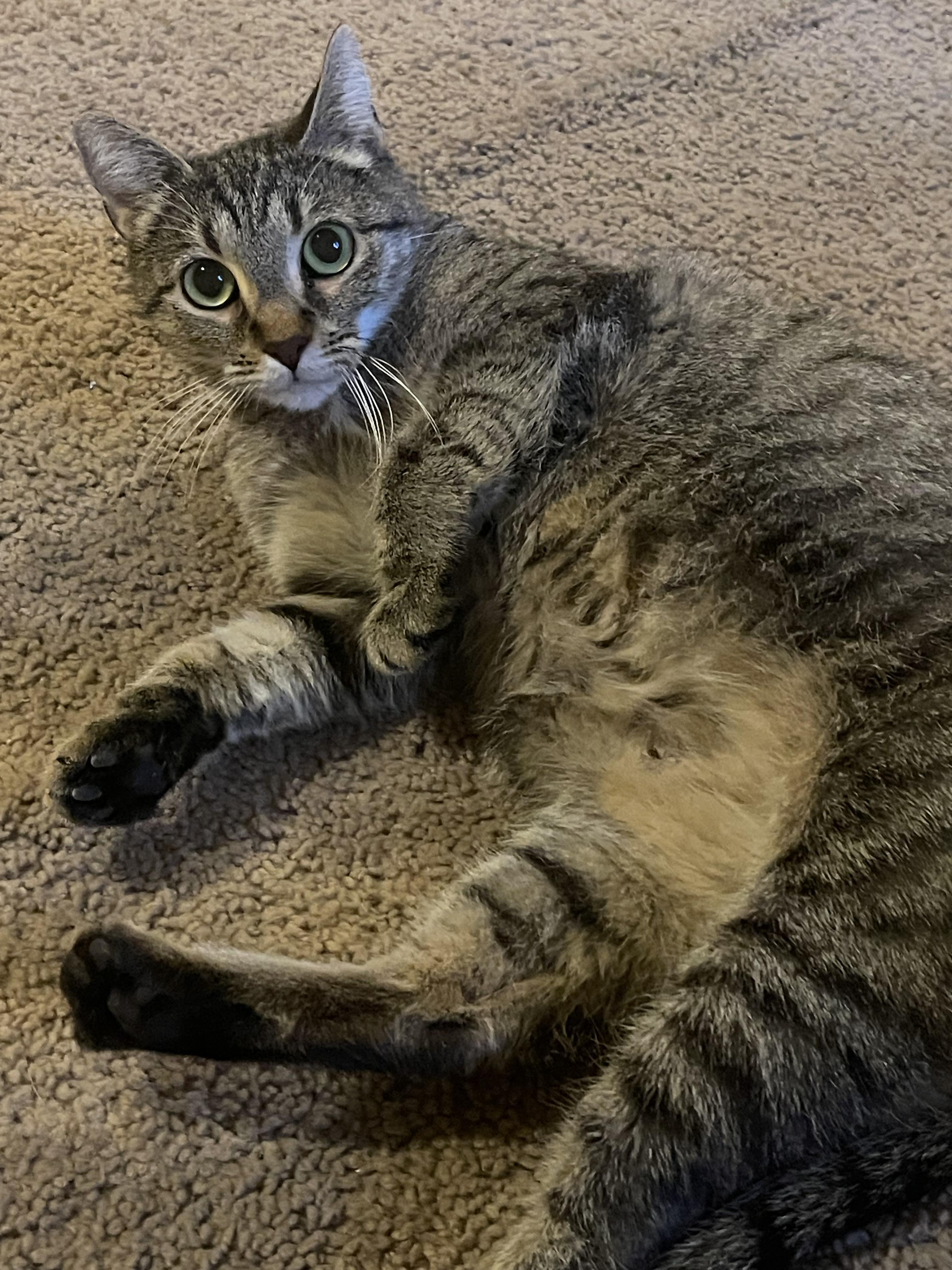Savannah, adopted, Adult Female Domestic Short Hair.