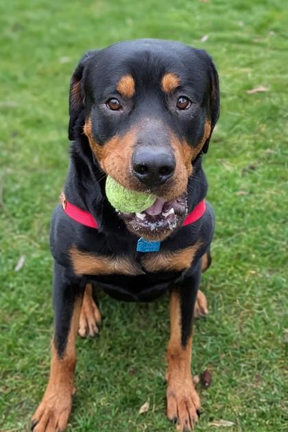Enlarge Axel, a Adoptable mixed breed in Walla Walla, WA image 1/3