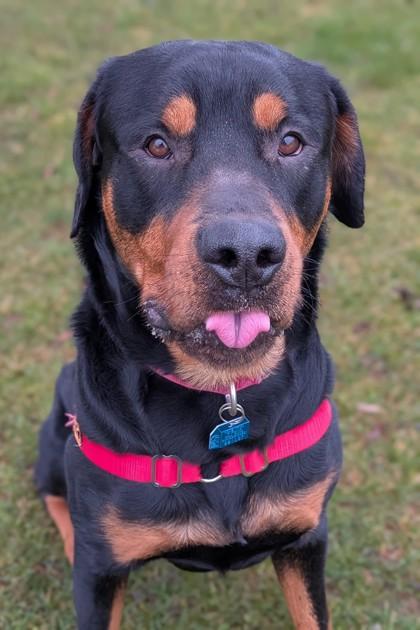 Enlarge Axel, a Adoptable mixed breed in Walla Walla, WA image 2/3
