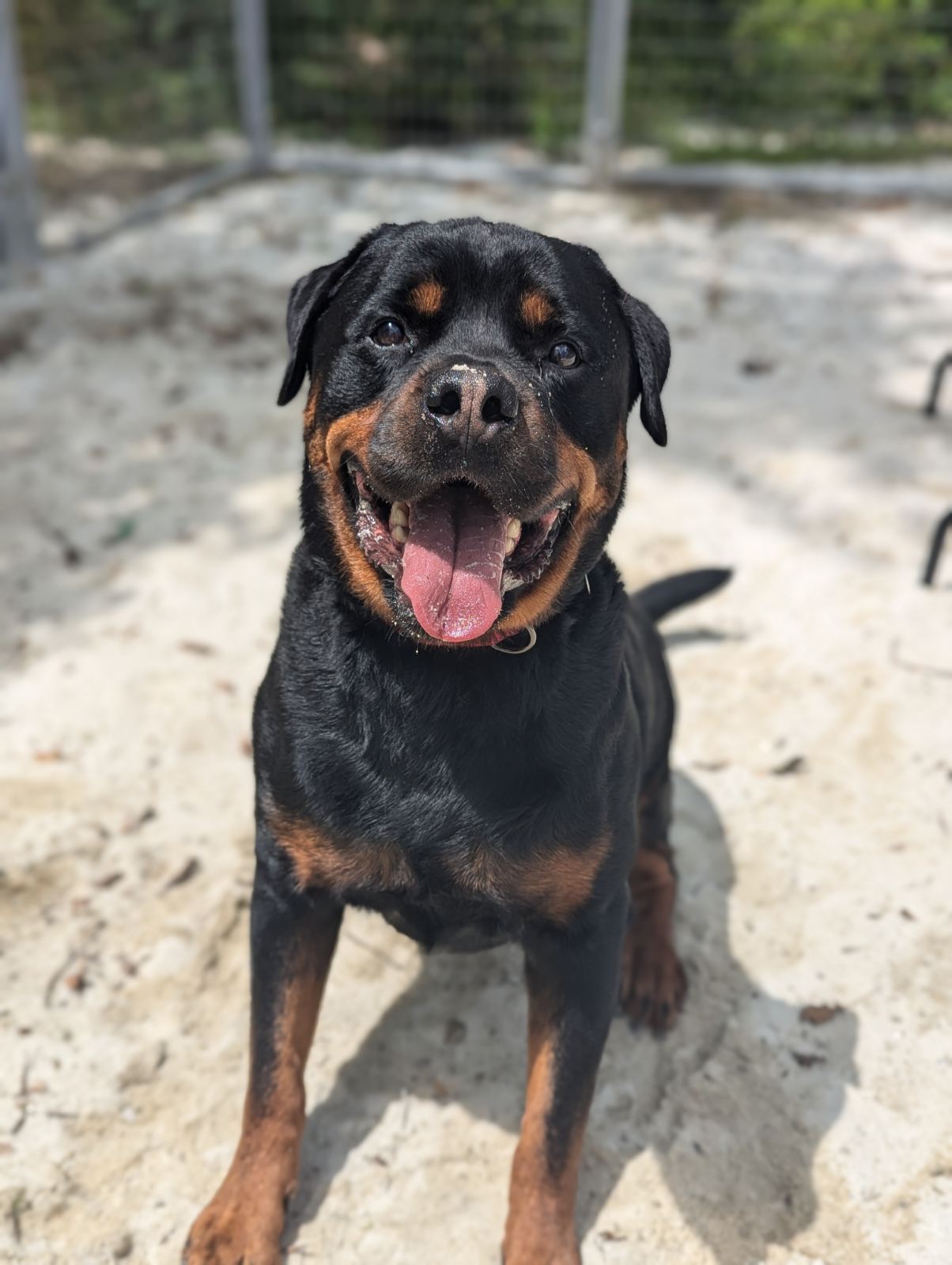 Enlarge Bruce, a Adopted Rottweiler in North Adams, MA image 1/1