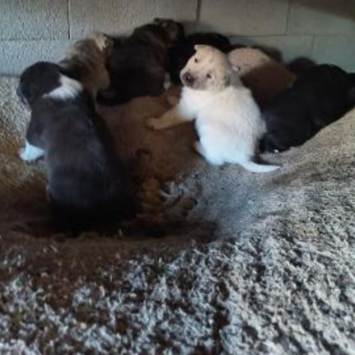 Enlarge Bouncy Babies, an adopted Mixed Breed in Anton, TX image 1/1