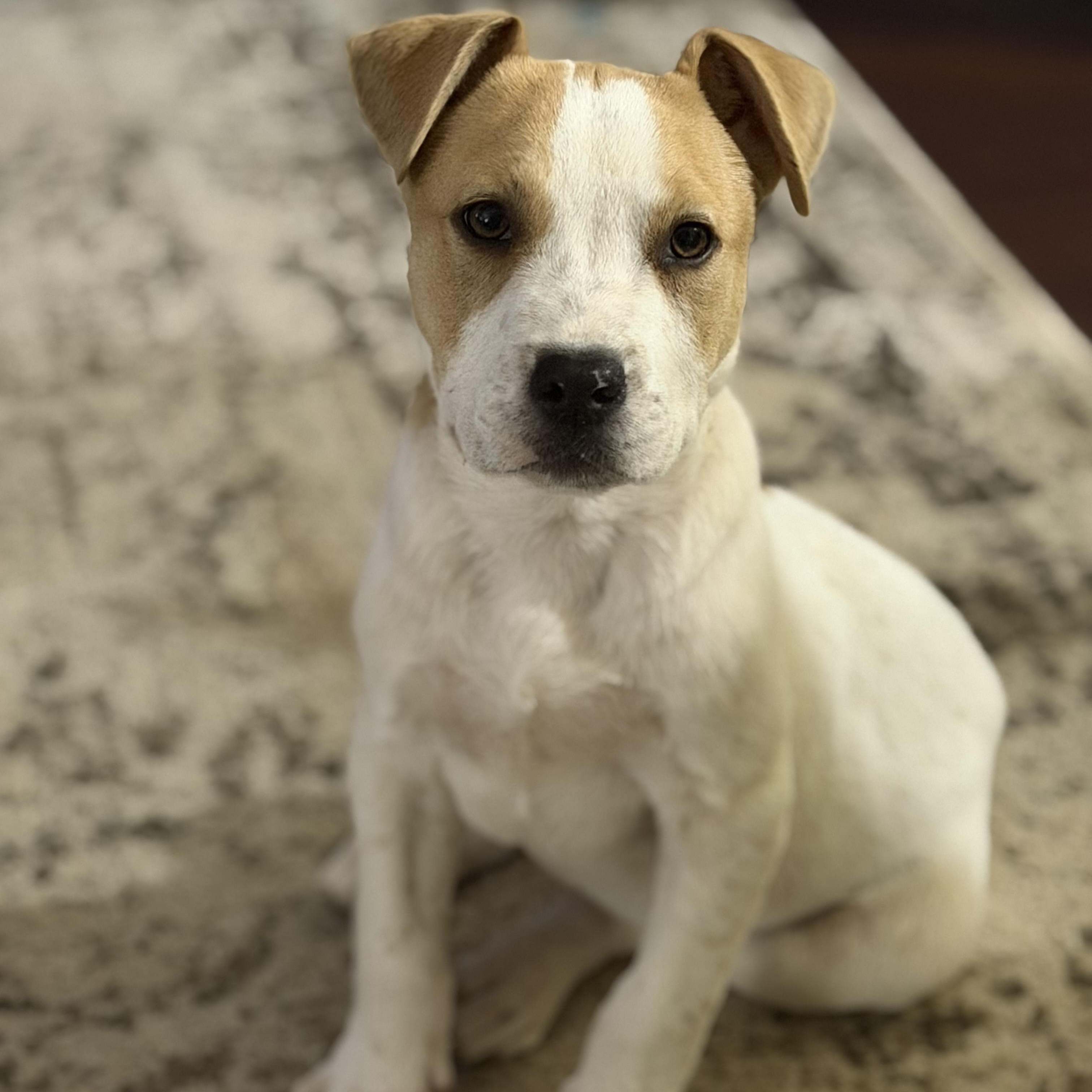Enlarge Odie, a Adoptable mixed breed in Plainfield, WI image 2/5