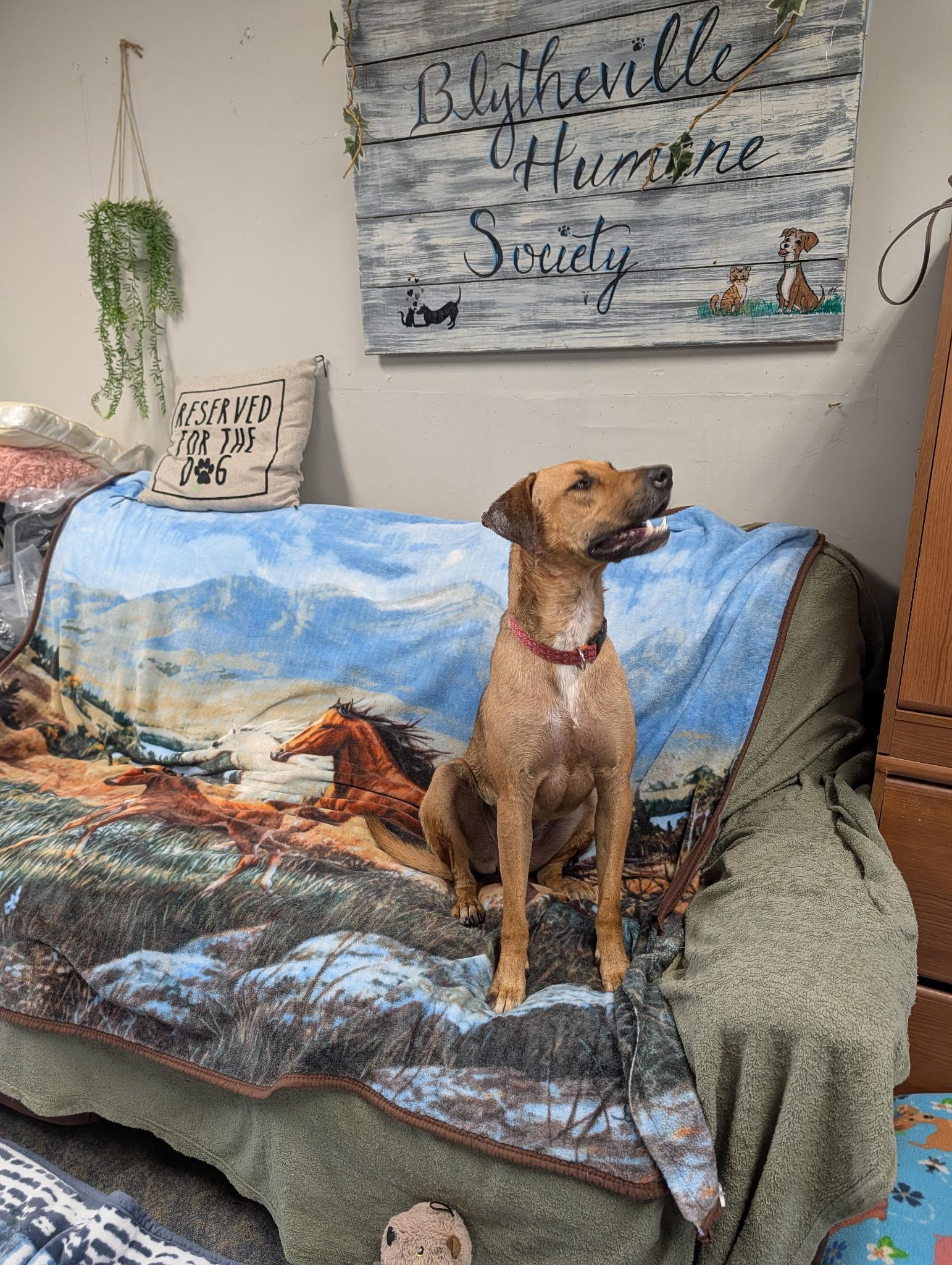Daisy, ADOPTABLE, Adult Female Rhodesian Ridgeback.