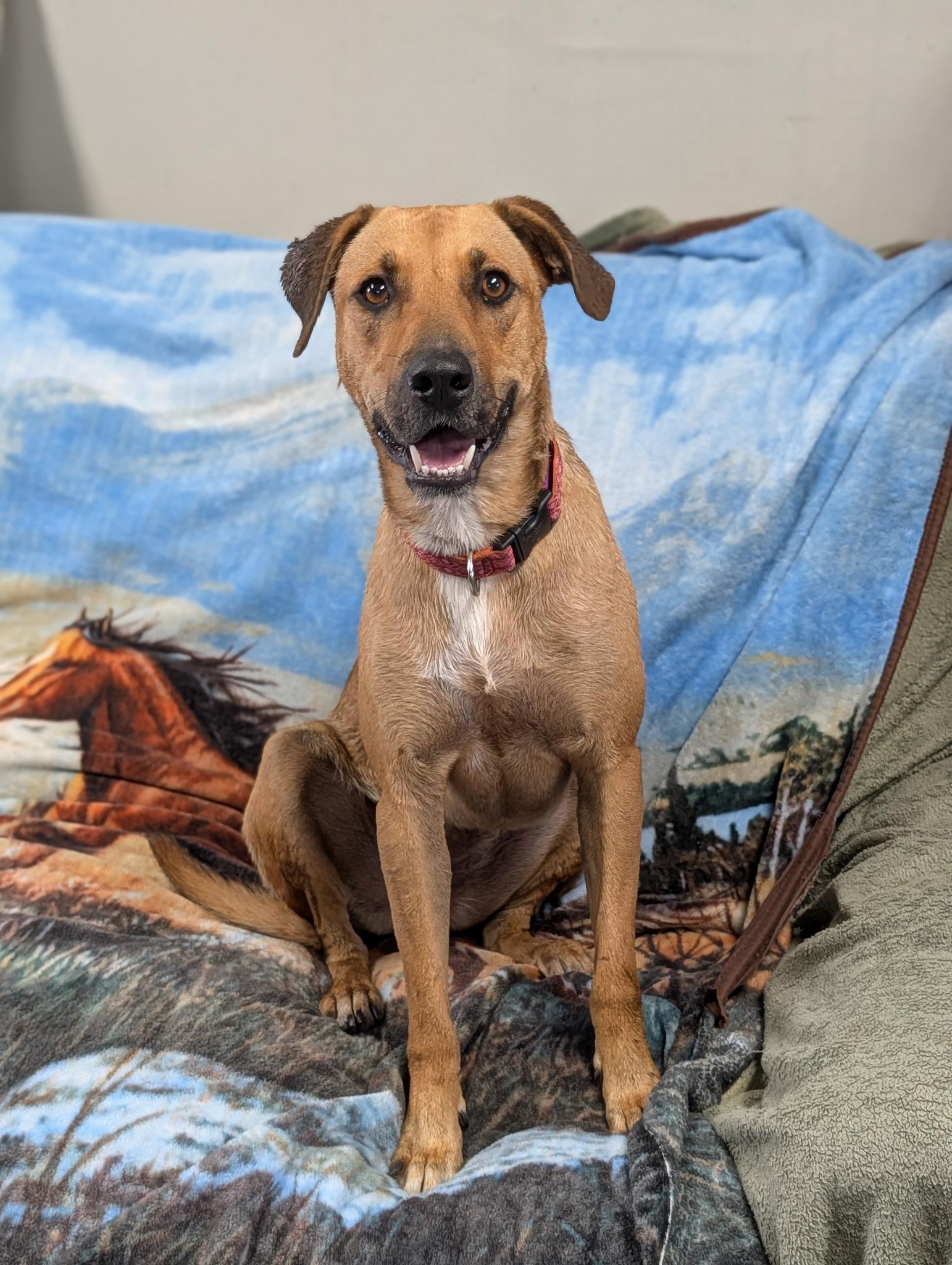 Enlarge Daisy, a ADOPTABLE mixed breed in Blytheville, AR image 5/5