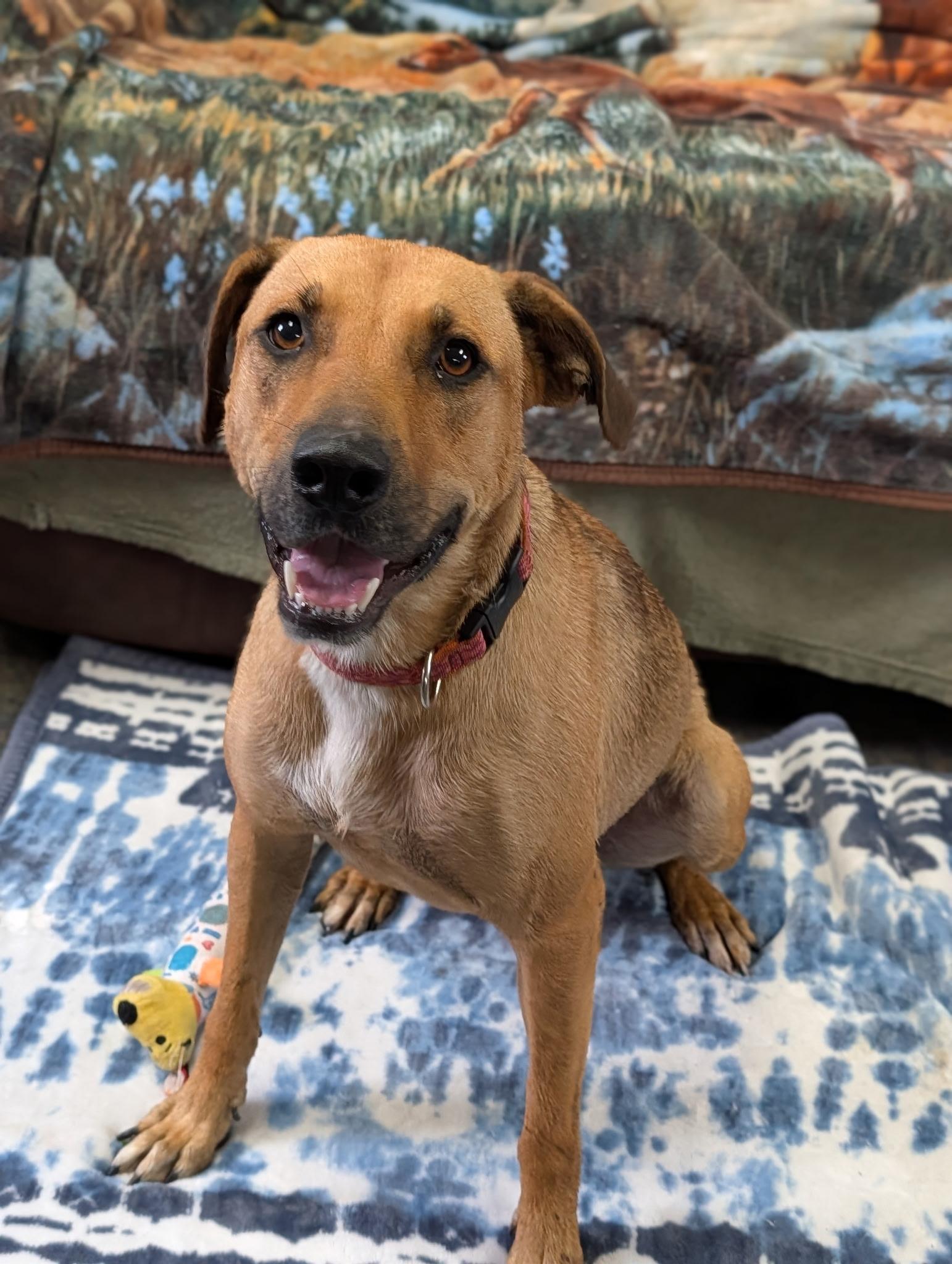 Enlarge Daisy, a ADOPTABLE mixed breed in Blytheville, AR image 4/5
