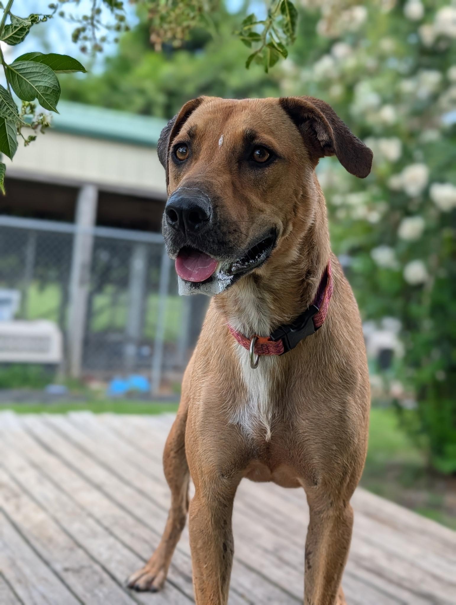 Enlarge Daisy, a ADOPTABLE mixed breed in Blytheville, AR image 3/5