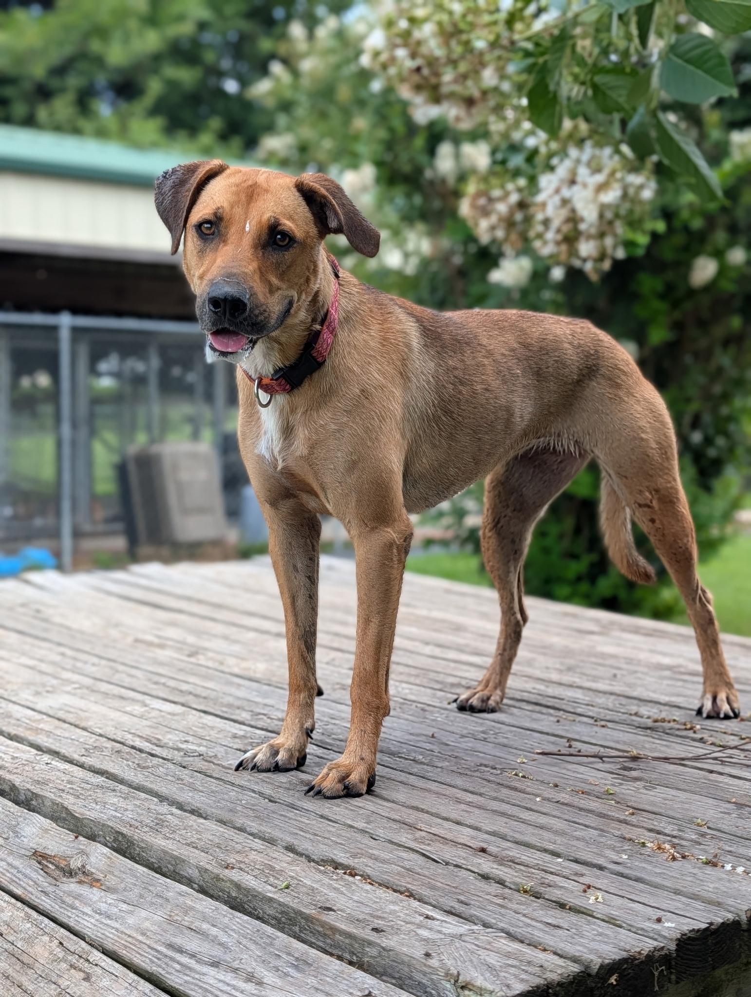 Enlarge Daisy, a ADOPTABLE mixed breed in Blytheville, AR image 2/5