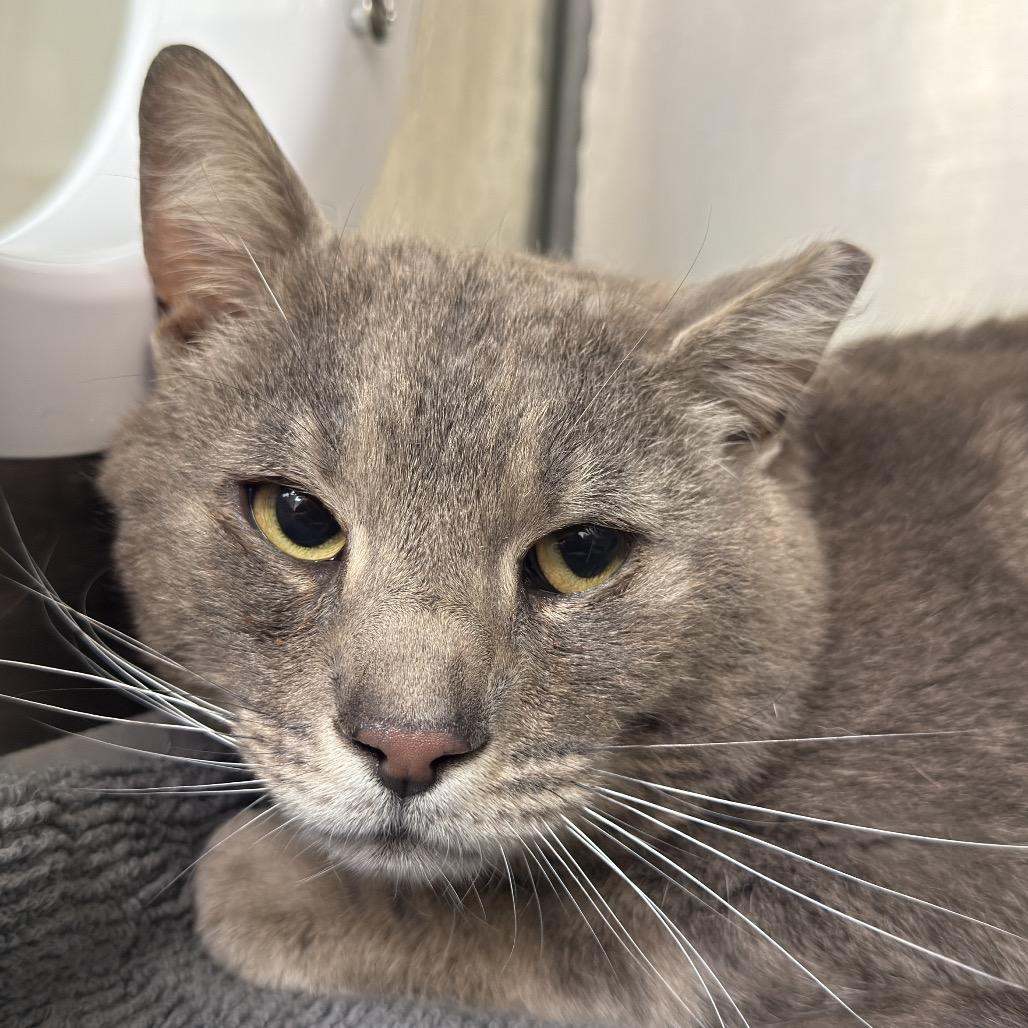 Enlarge Kure, a Adoptable Domestic Short Hair in Perkiomenville, PA image 1/1