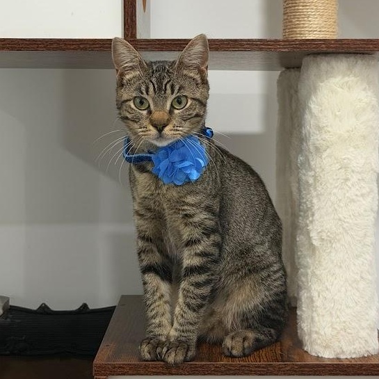 Enlarge Peppa, a Adoptable Tabby in boston, MA image 5/6