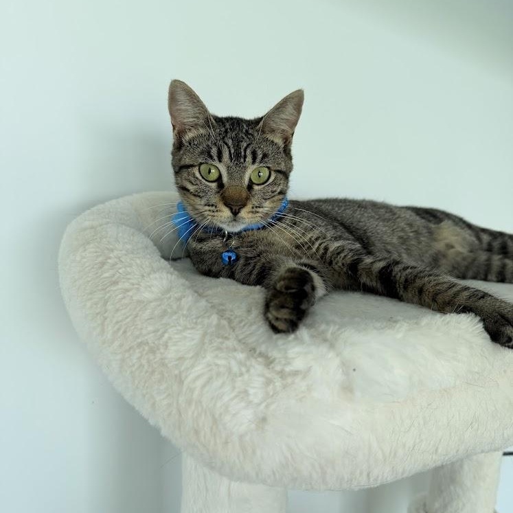 Enlarge Peppa, a Adoptable Tabby in boston, MA image 3/6