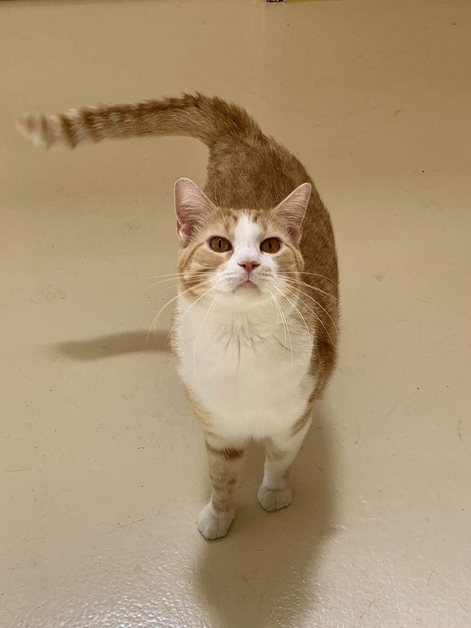 Enlarge Tang, a ADOPTABLE Domestic Short Hair in Keokuk, IA image 4/5