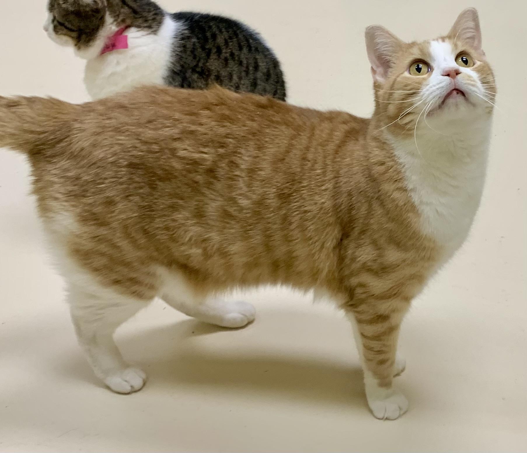 Tang — thumbnail 2