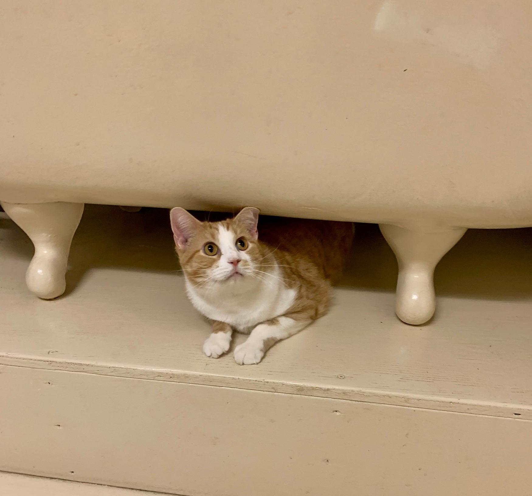 Enlarge Tang, a ADOPTABLE Domestic Short Hair in Keokuk, IA image 5/5