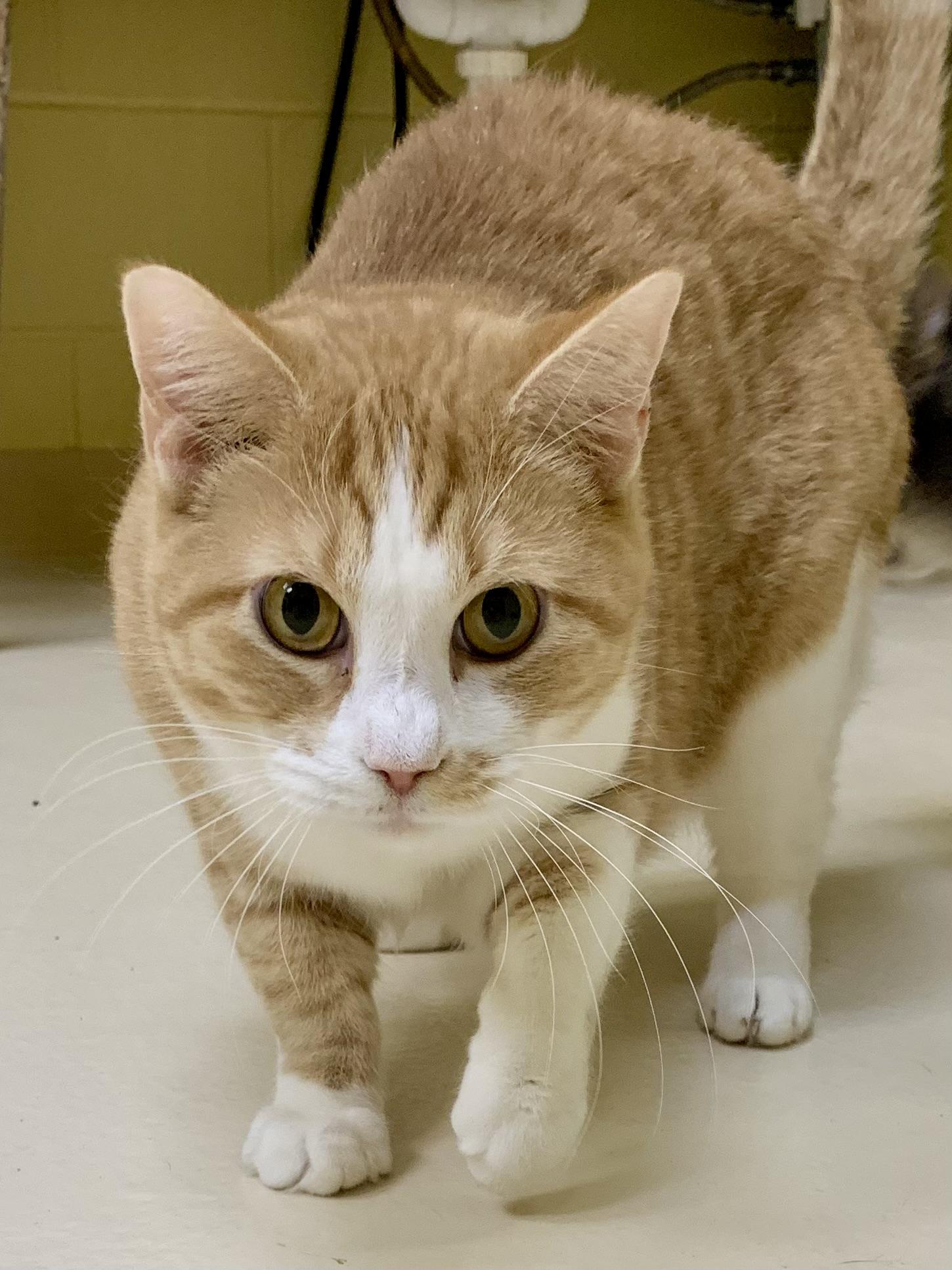 Enlarge Tang, a ADOPTABLE Domestic Short Hair in Keokuk, IA image 1/5