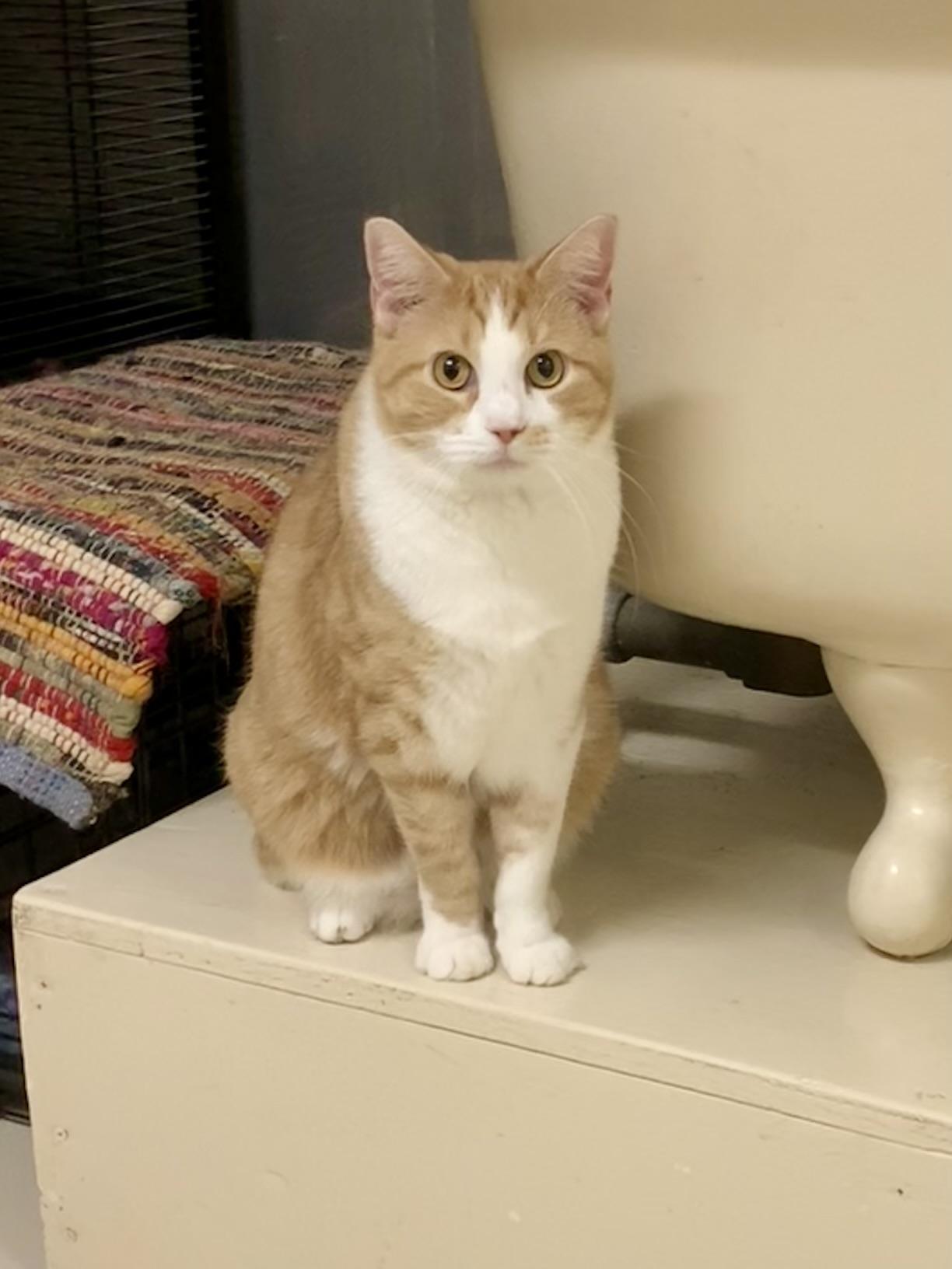 Enlarge Tang, a ADOPTABLE Domestic Short Hair in Keokuk, IA image 3/5