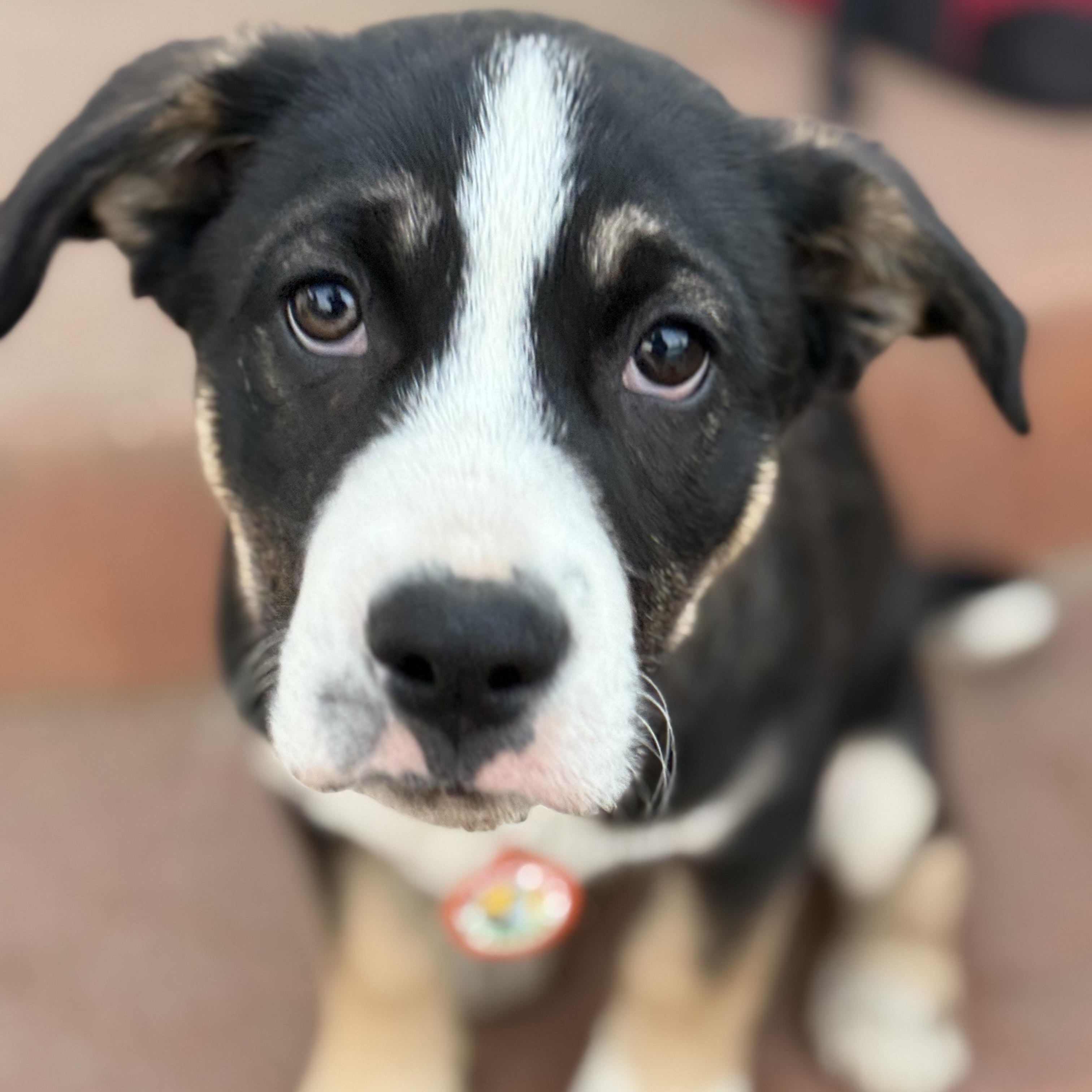 Skittles, ADOPTABLE, Puppy Female Boxer & Pit Bull Terrier.