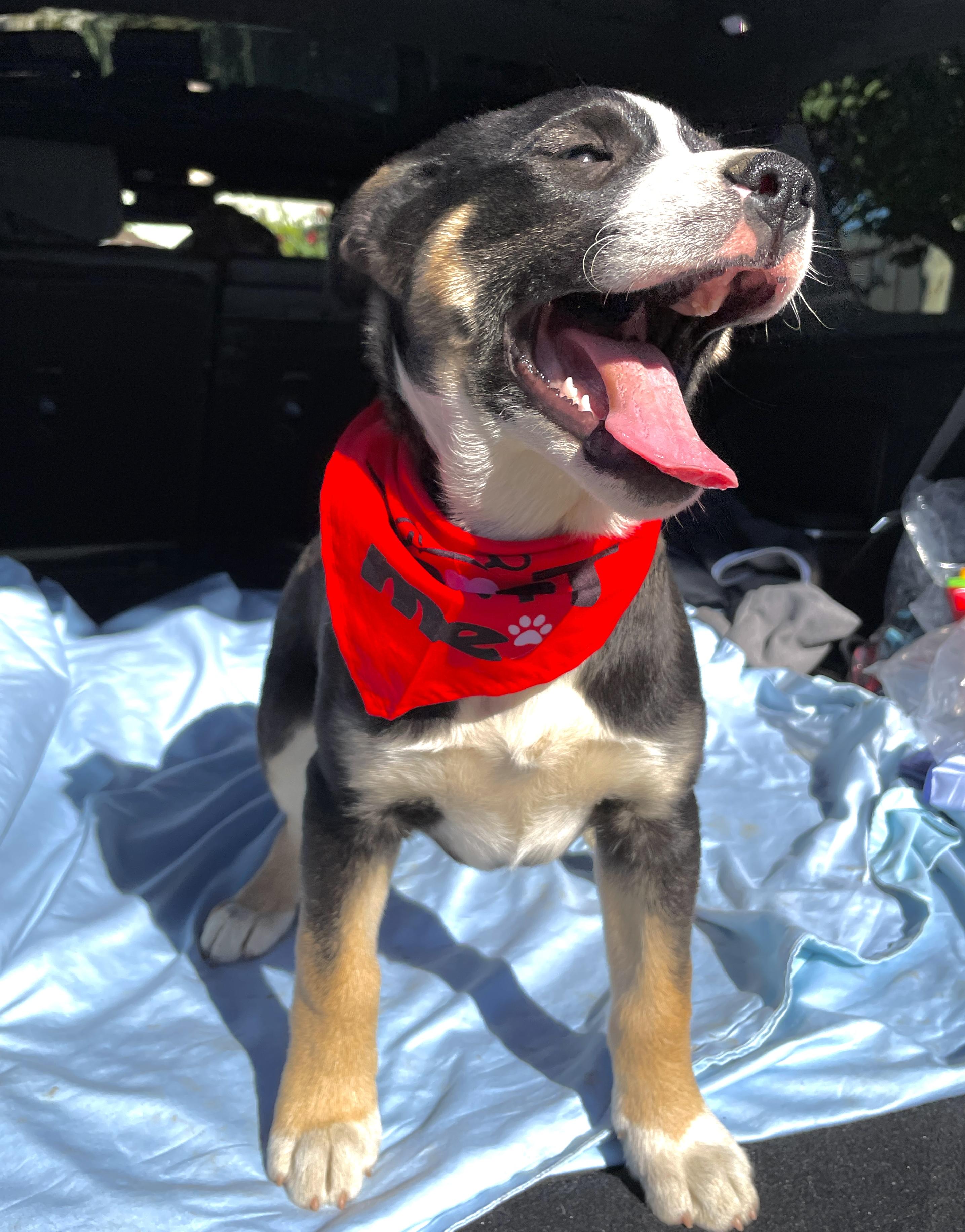 Enlarge Skittles, a ADOPTABLE mixed breed in Sun Valley, CA image 2/5